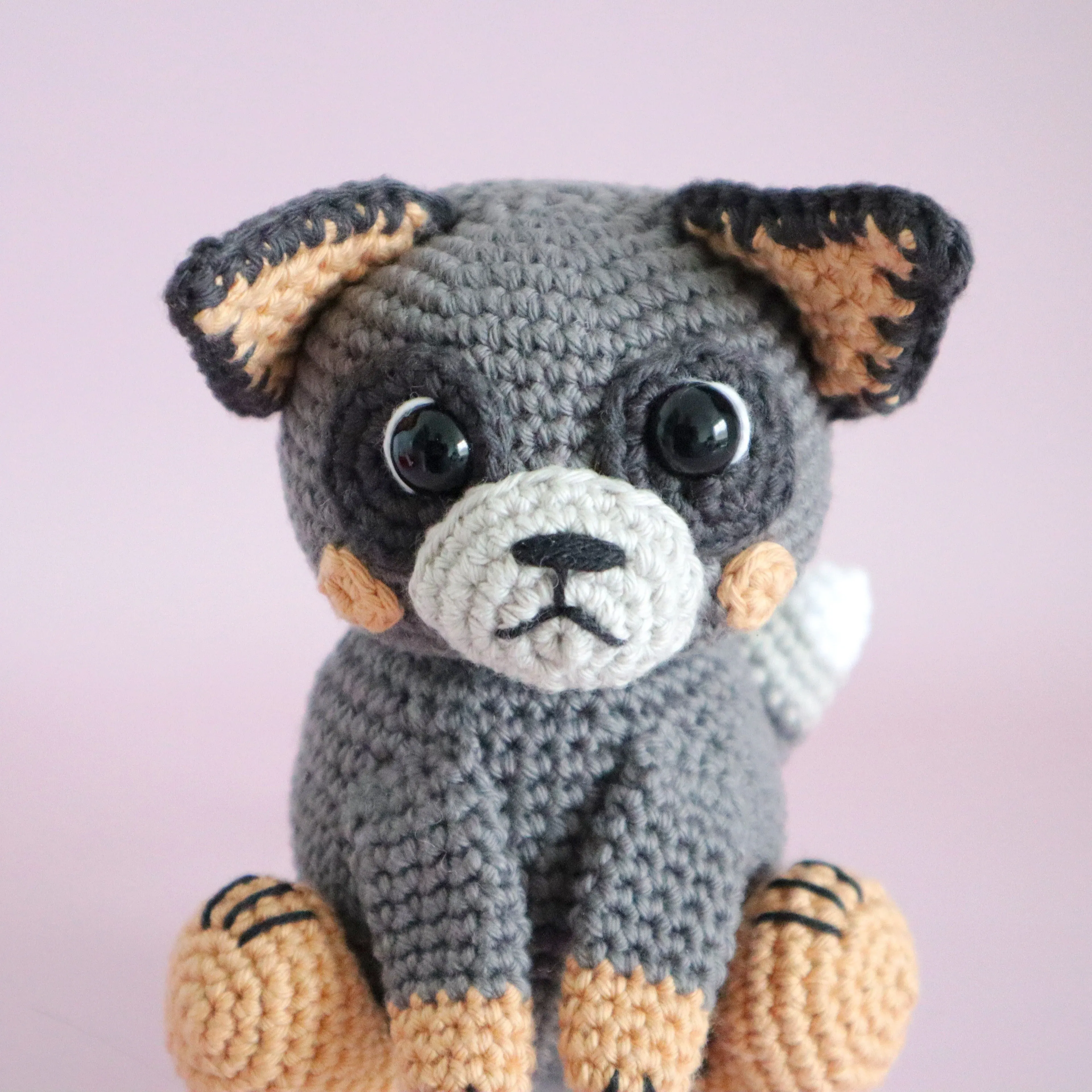5640-buddy-the-blue-heeler-1.webp