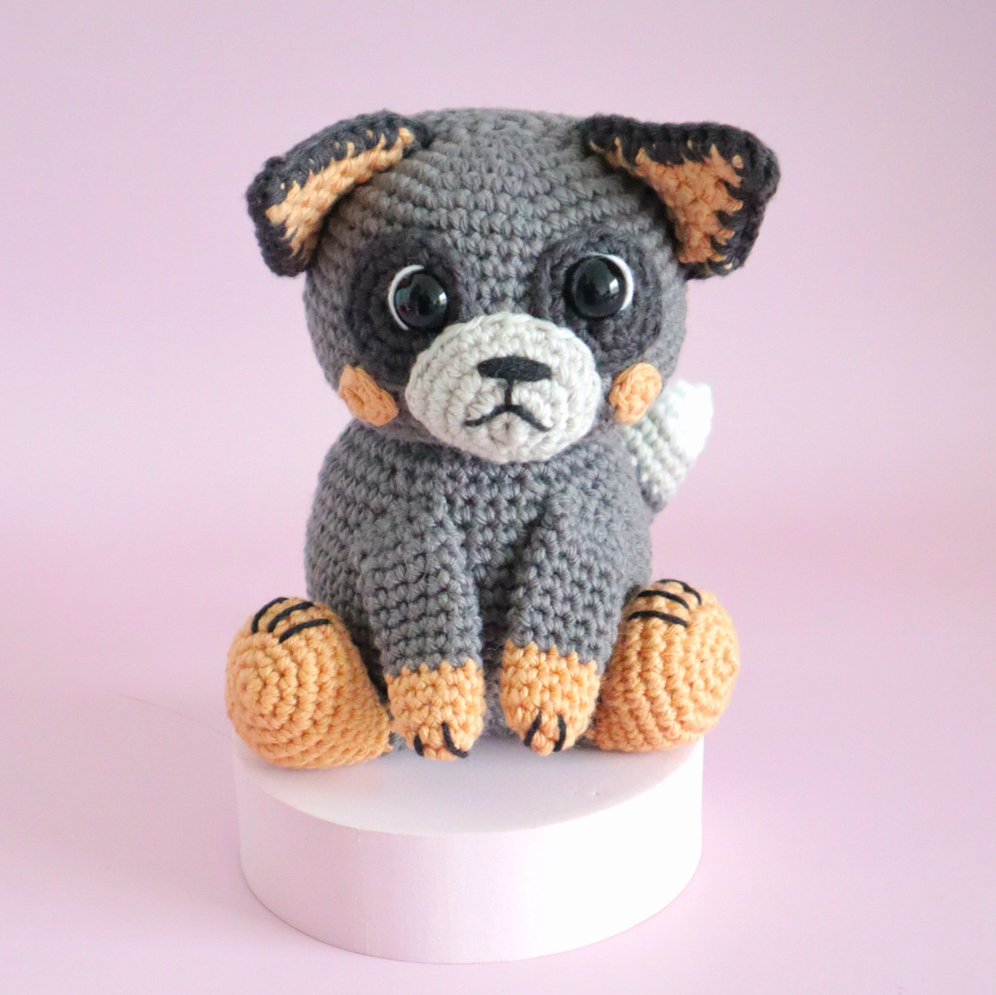 5640-buddy-the-blue-heeler-1.webp