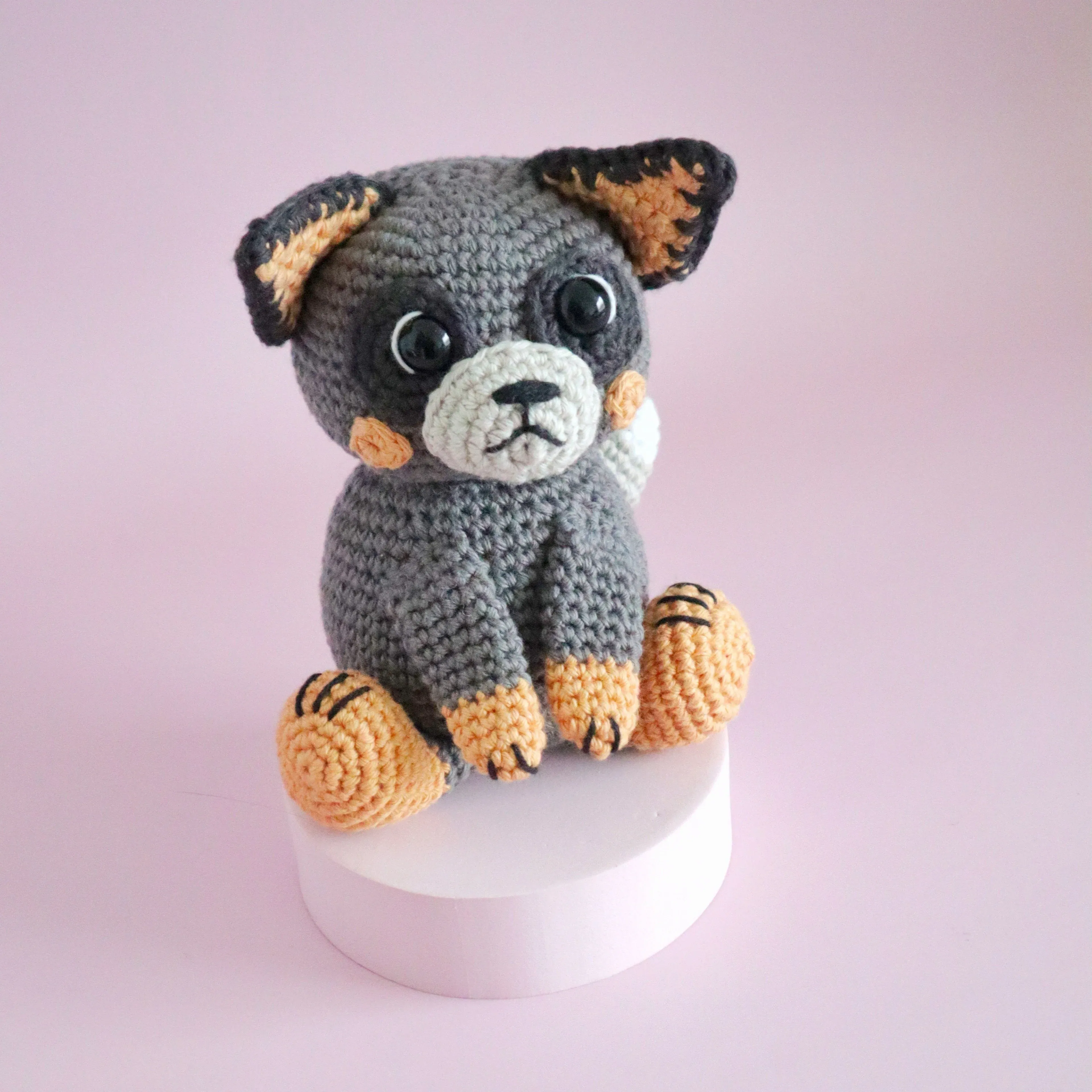 5640-buddy-the-blue-heeler-1.webp
