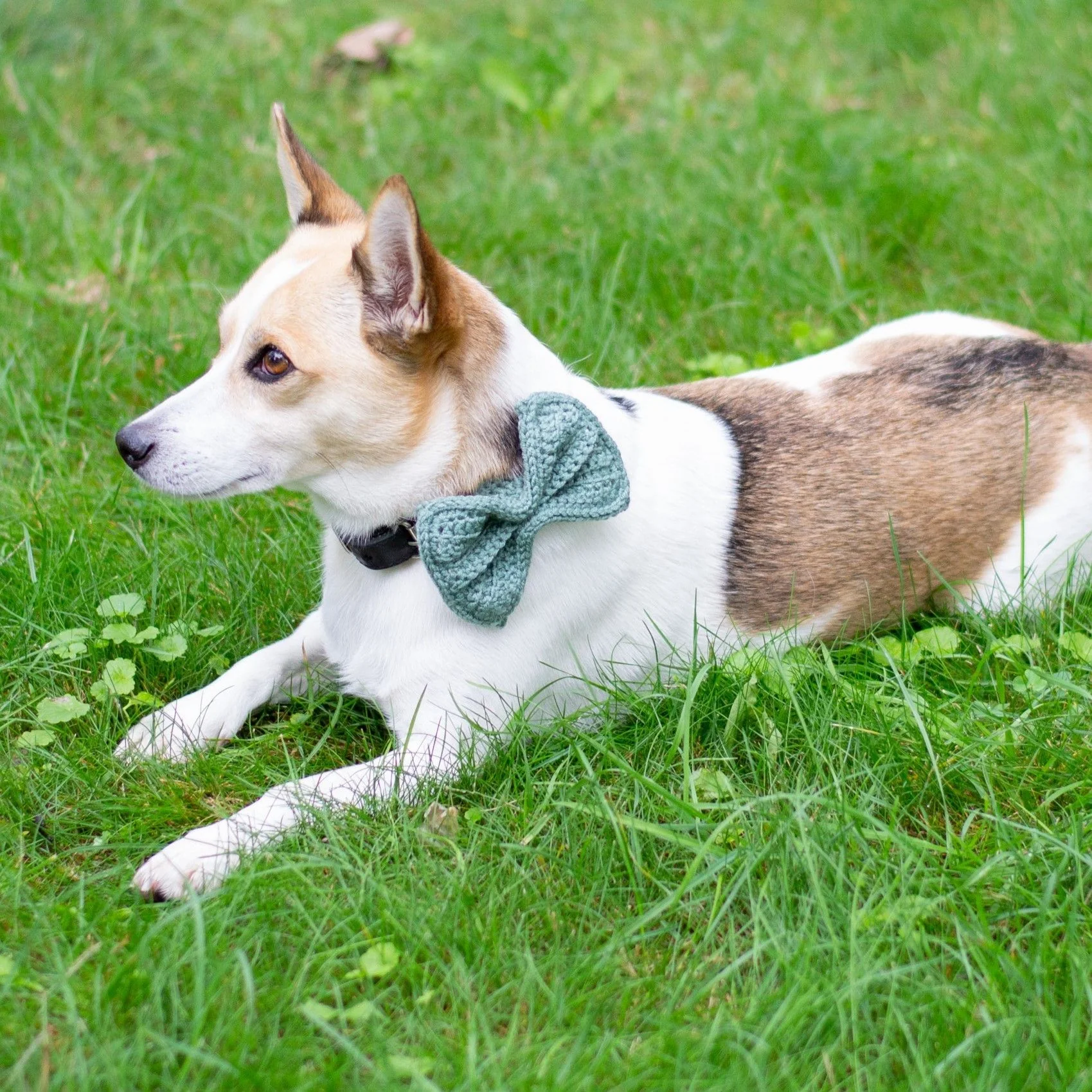 Wow Bow - Dog bow