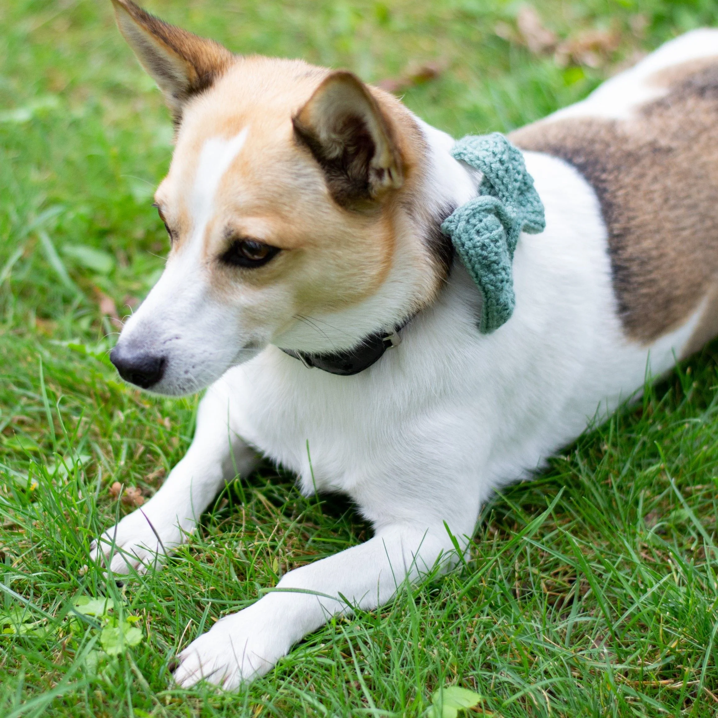 571-wow-bow-dog-bow-1.webp