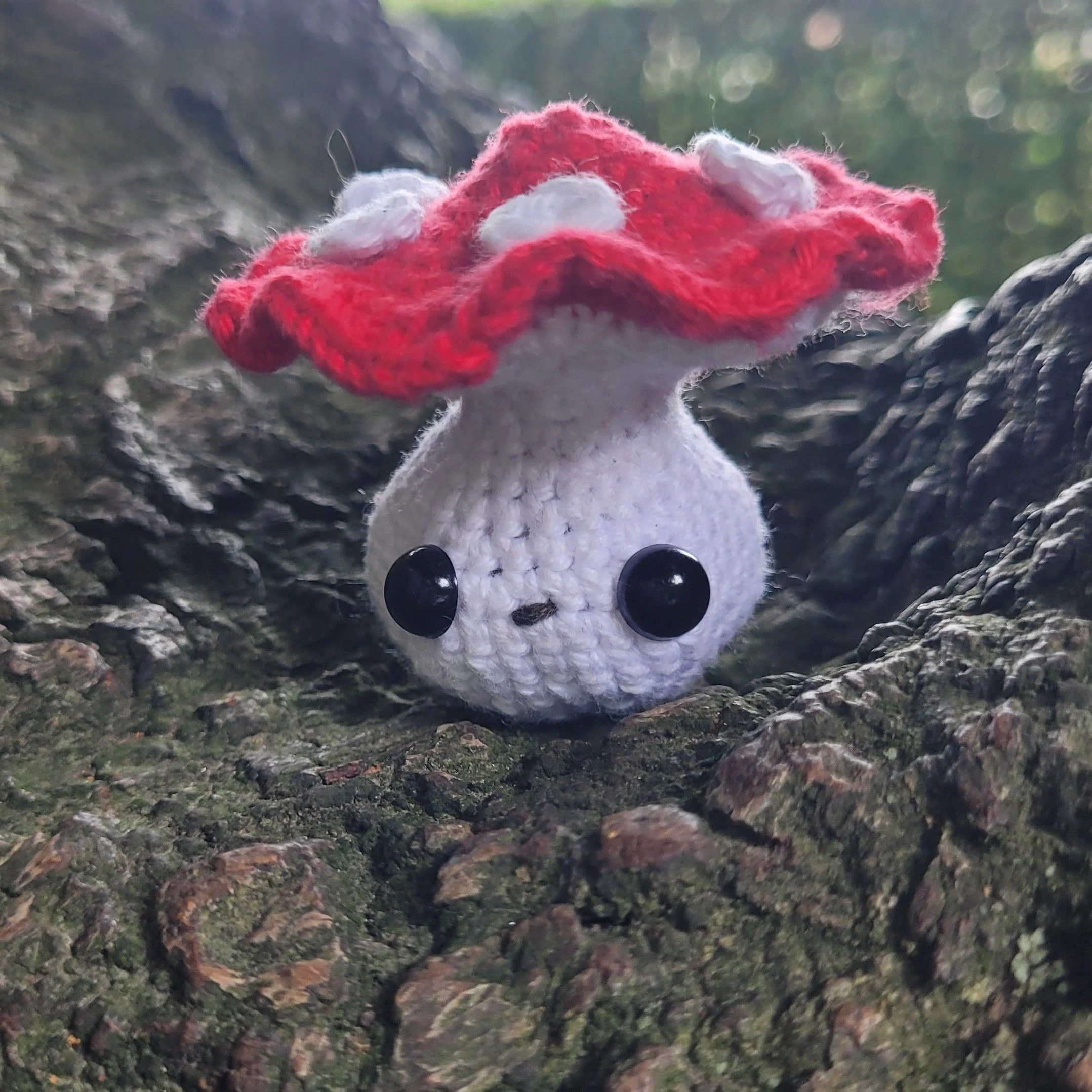 5710-fall-fungi-1.webp