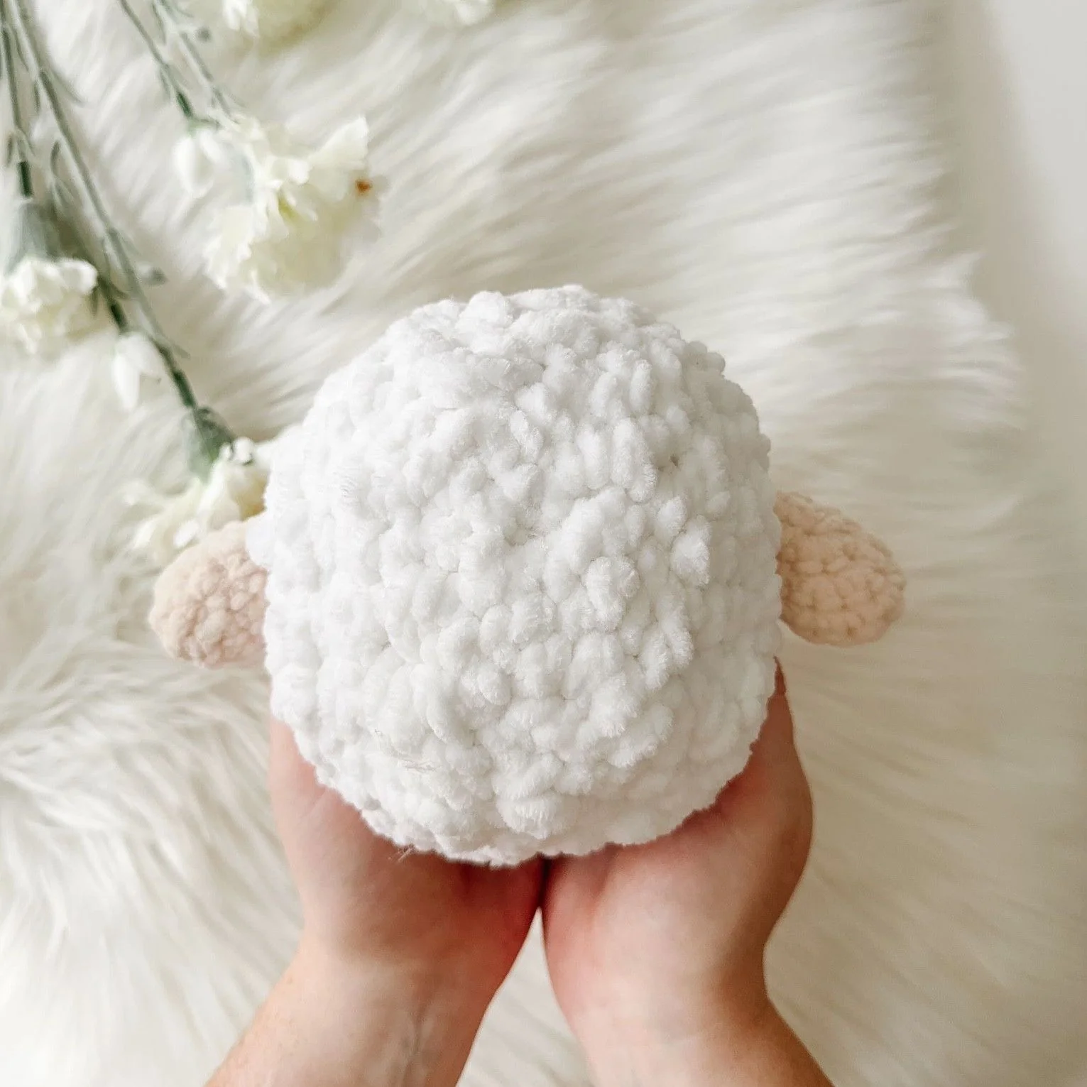 5780-shelby-sheep-1.webp