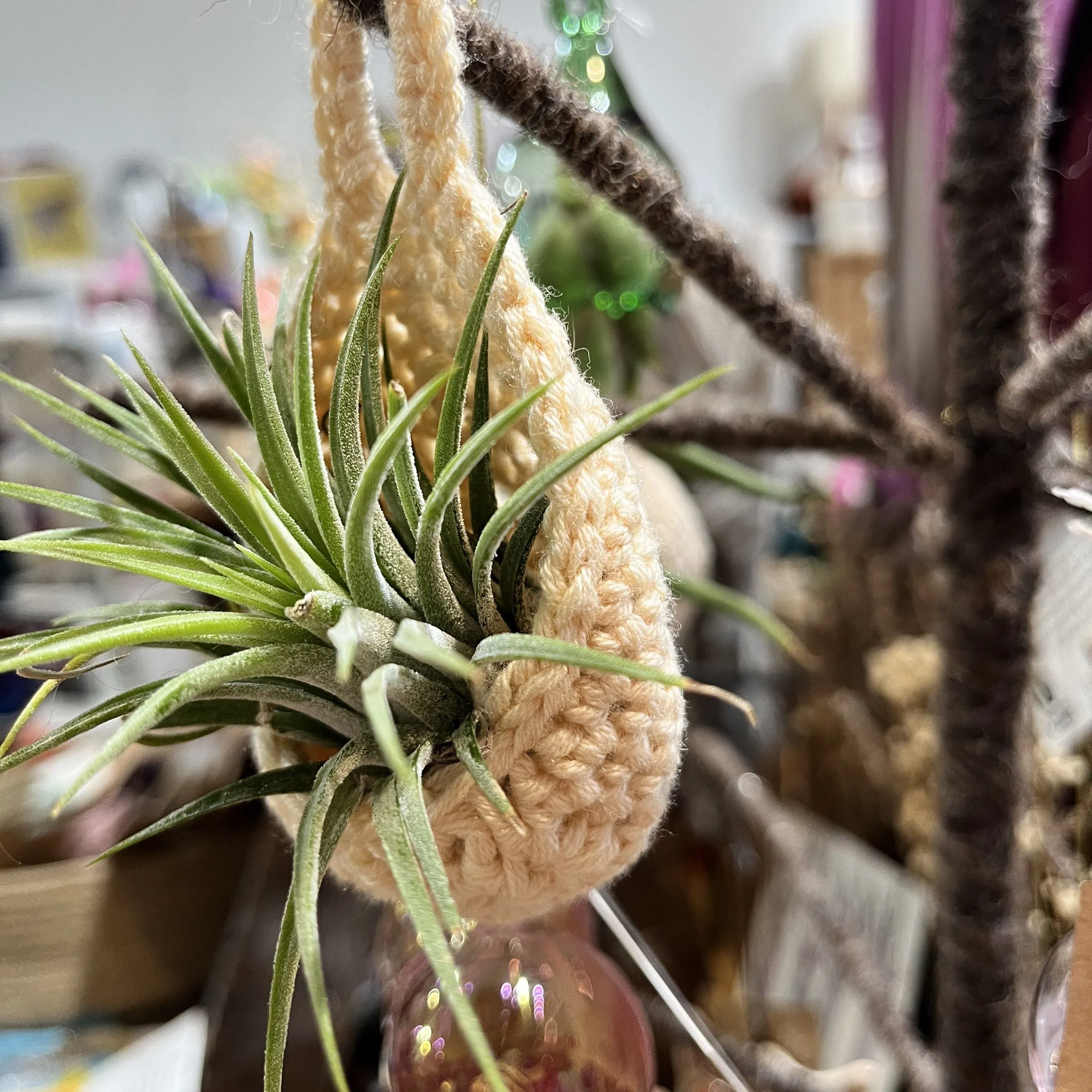 7944-spring-in-bloom-air-plant-cozy-1.webp