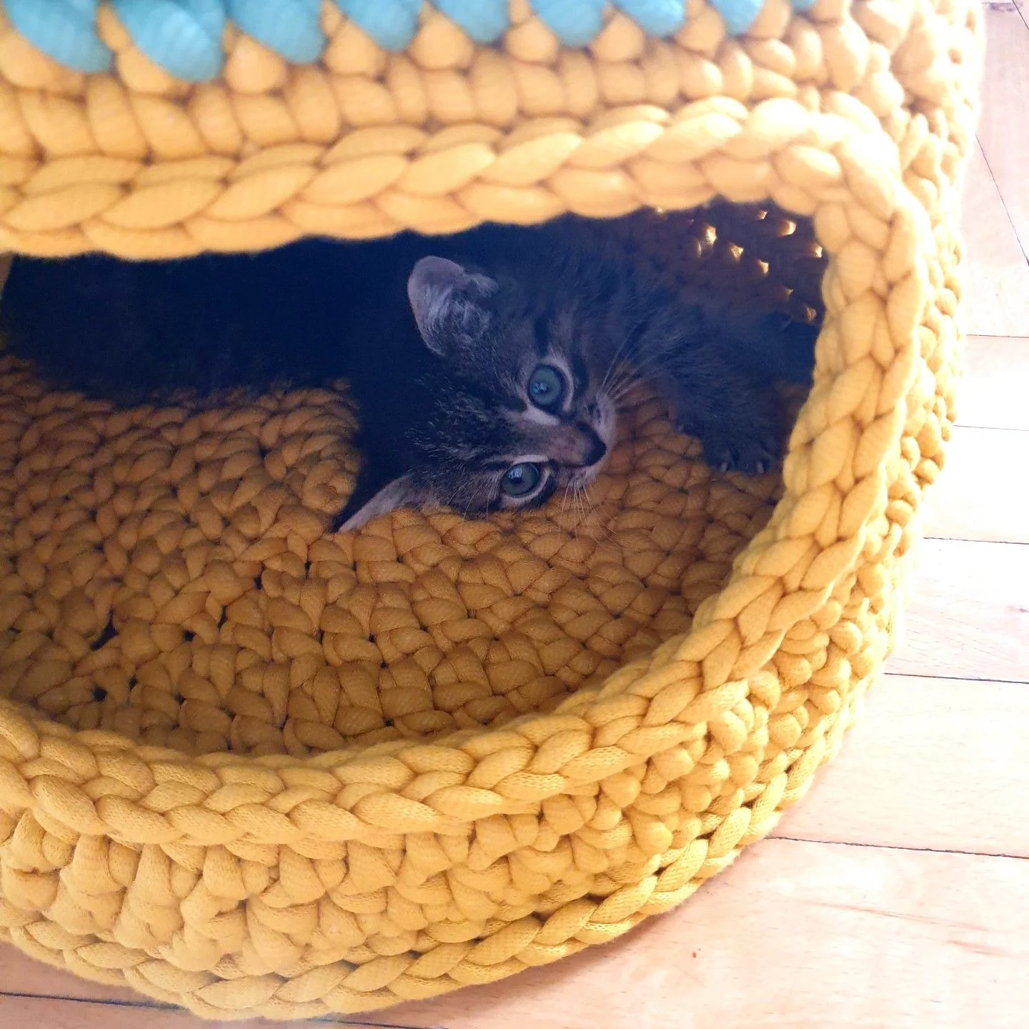 Purrfect - Cat house
